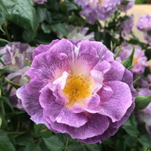 Blue for you - -, potted