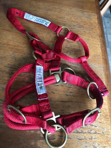 Monty roberts dually halter - monty,