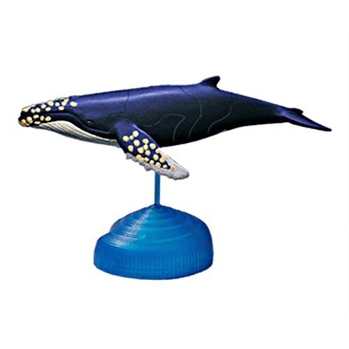 Humpback whale sea life 3d - whale,