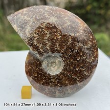 Extra Large Ammonite