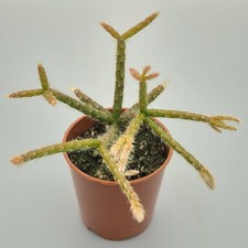 Rhipsalis pilocarpa  - Hairy