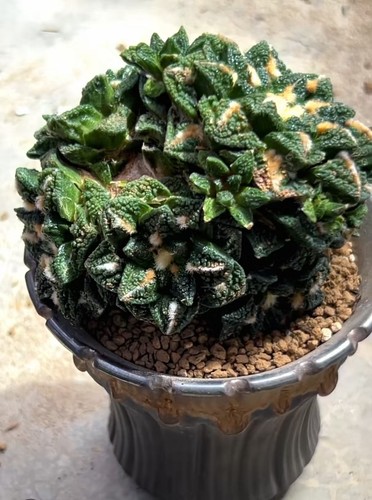 6cm live house plant - 9.6cm,