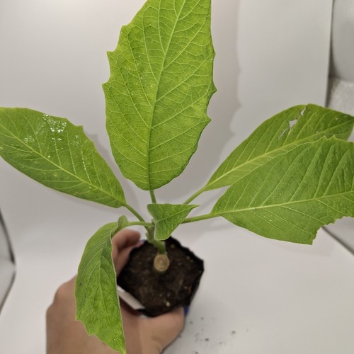 Brugmansia - , (angel’s