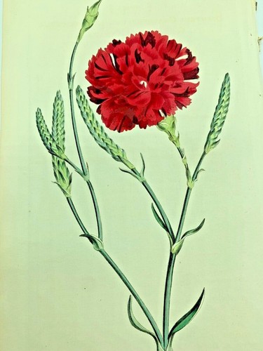 Wheat eat carnation - wheat, plants