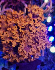 Marine macro algae, Halymenia