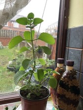 iNDIAN BORAGE, SPANISH THYME,MEXICAN MINT, CUBAN OREGANO PLANT ROOTED CUTTING