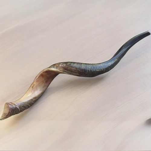 Yemenite kudu shofar - horn, half