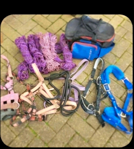 Horse equipment - horse,