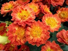  Garden Mums Chrysanthemum indicum early double mix 190 seeds+ FREE PLANT LABEL 