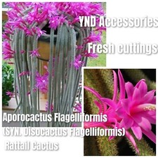 3 Rat Tail Cactus Aporocactus Flagelliformis SYN. Disocactus  cuttings 6cm 