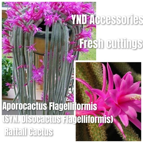 Rat tail cactus aporocactus - tail,