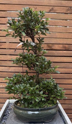 Flowering satsuki azalea - flowering,