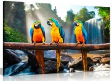 Colourful parrots macaws - parrots,