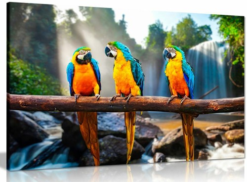 Colourful parrots macaws - colourful,