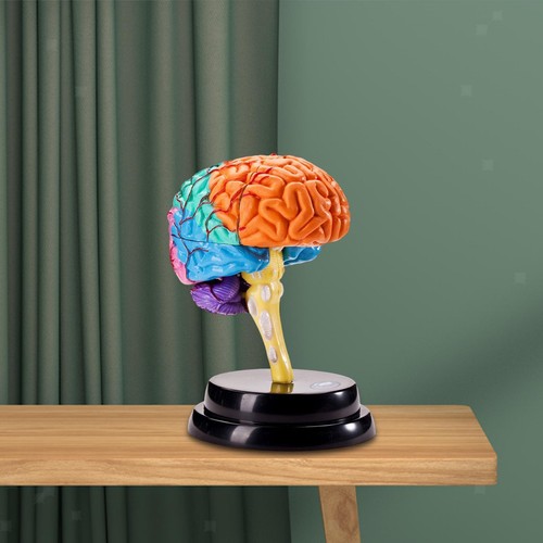 Human brain model anatomy - brain,