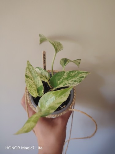 Epipremnum marble queen house - epipremnum,