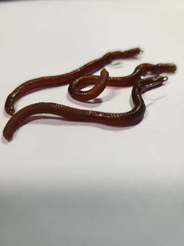 Earth worm fly - 3,
