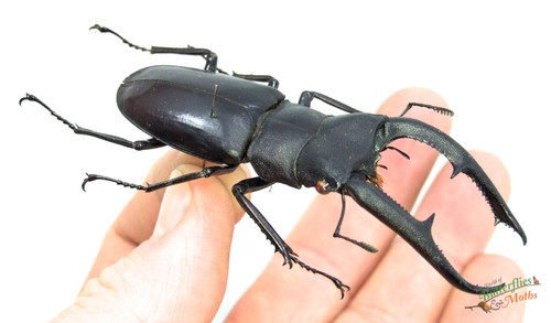 Huge beetle hexarthrius - huge,