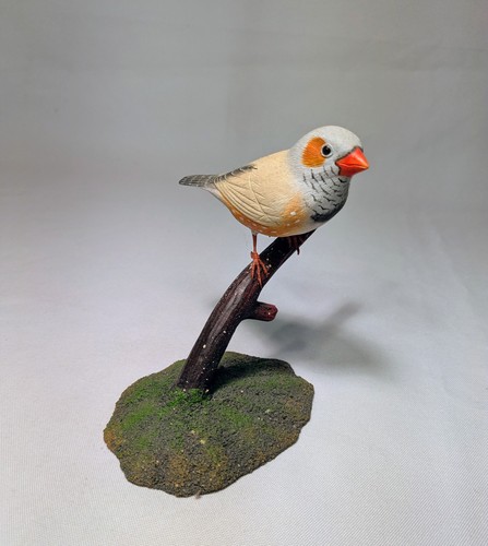 Zebra finch original bird - #2,