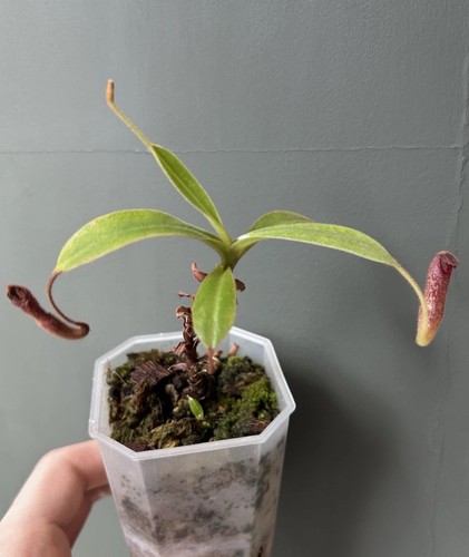 Nepenthes klossii 4014 with - nepenthes, be-4014