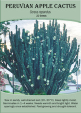 Peruvian Apple Cactus (Cereus peruvianus) x 20 Seeds