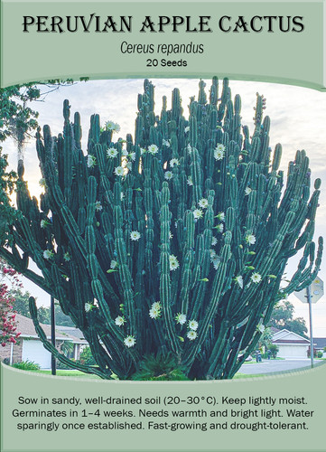Peruvian apple cactus - cactus, (cereus