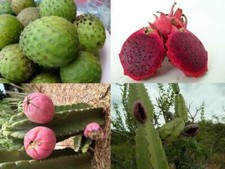 Fruit Bearing Cacti - 4