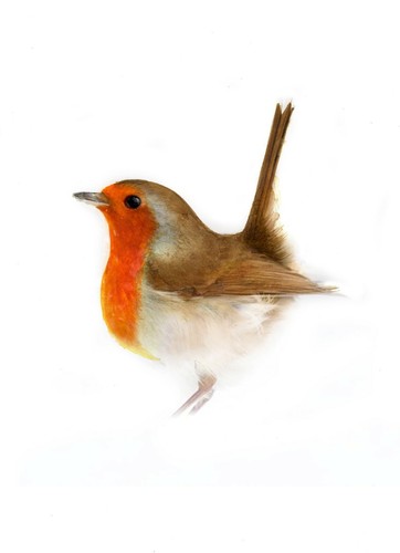 Robin original watercolour - original,