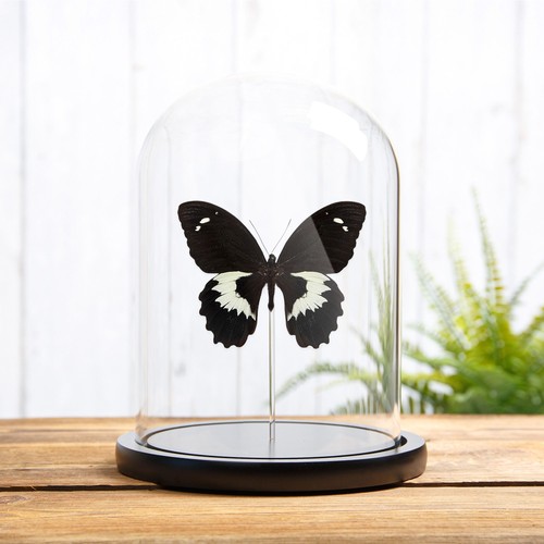 Swallowtail taxidermy - swallowtail,