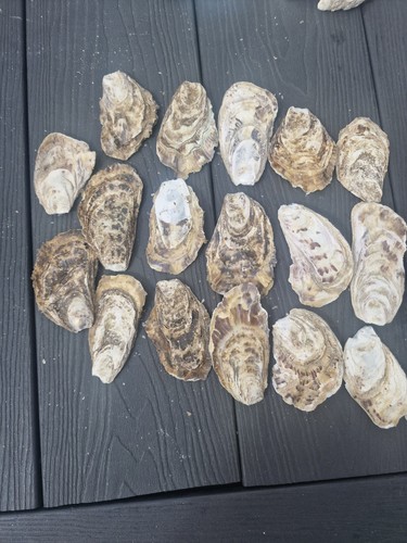 Flat naturally oysters - flat,