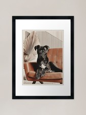 Sophisticated Cane Corso on