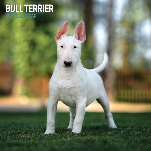 Bull terrier 2027 traditional - bull,