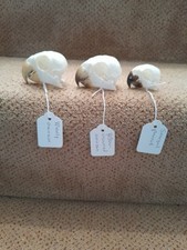 Taxidermy skeletons bones birds tattoo voodoo SKULLS THREE  PARROTS