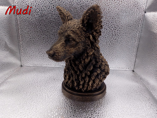 Hungarian mudi bust - hungarian,