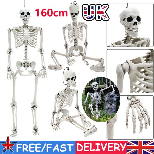 160cm poseable human skeleton - poseable,