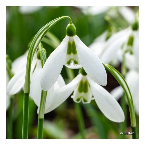 Galanthus elwesii - , (snowdrop)