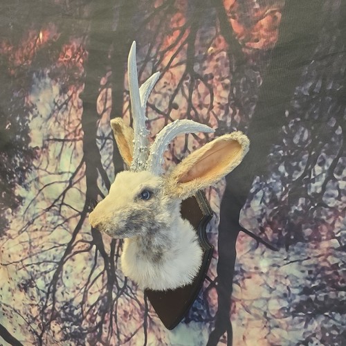 Jackalope taxidermy shoulder - taxidermy,