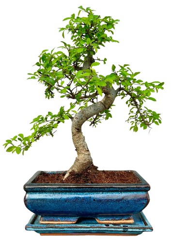 Chinese elm - elm, parvifolia)