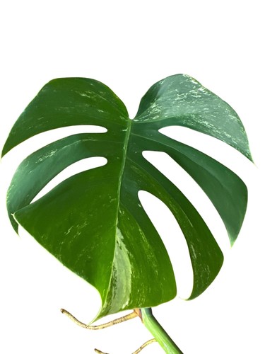 Monstera albo variegated - albo, exact