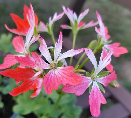 Pelargonium tangerine elf - elf',