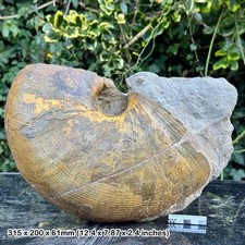 Rare 12" fossil nautilus