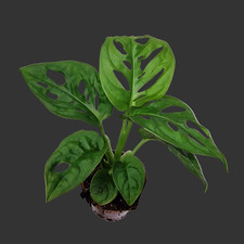 Monstera Adansonii (Monkey
