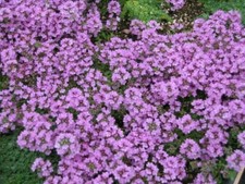 6 Thyme Purple Creeping Thymus Herb Hardy Alpine Perennial Plug plants