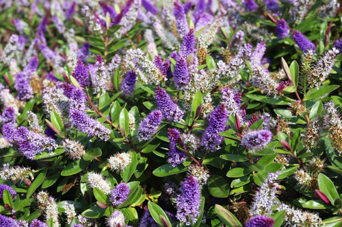 Hebe veronica salicifolia - hebe,