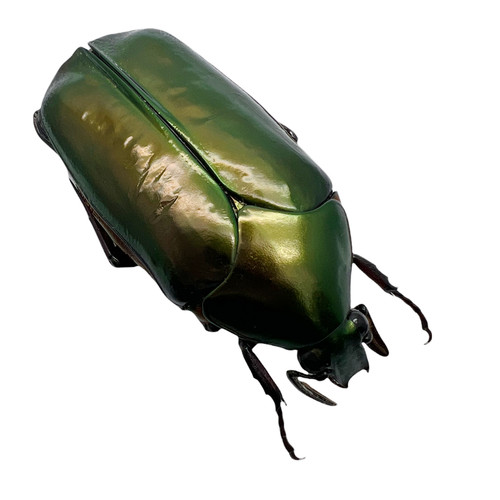 Scarab flowerbeetle agestrata - scarab, (agestrata