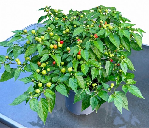 Wiri chilli pepper plant - wiri,