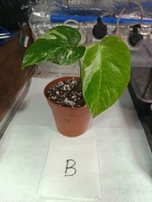 Monstera Albo Variegated Well