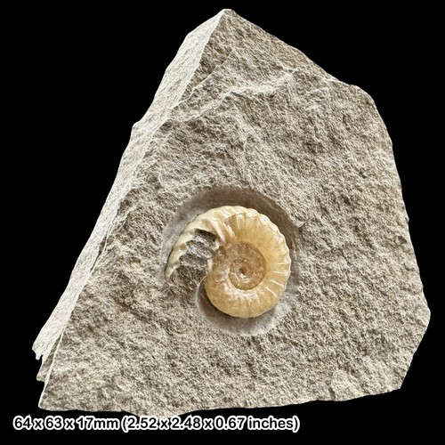 Promicroceras calcite ammonite - promicroceras,
