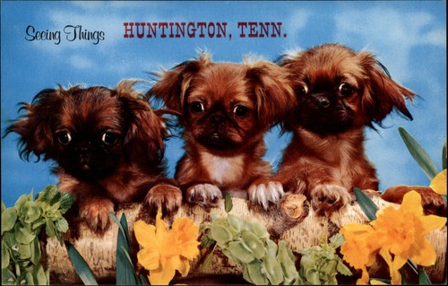 Cute pekingese puppies seeing - cute,