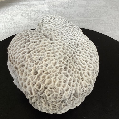 Large piece dead coral - dead,